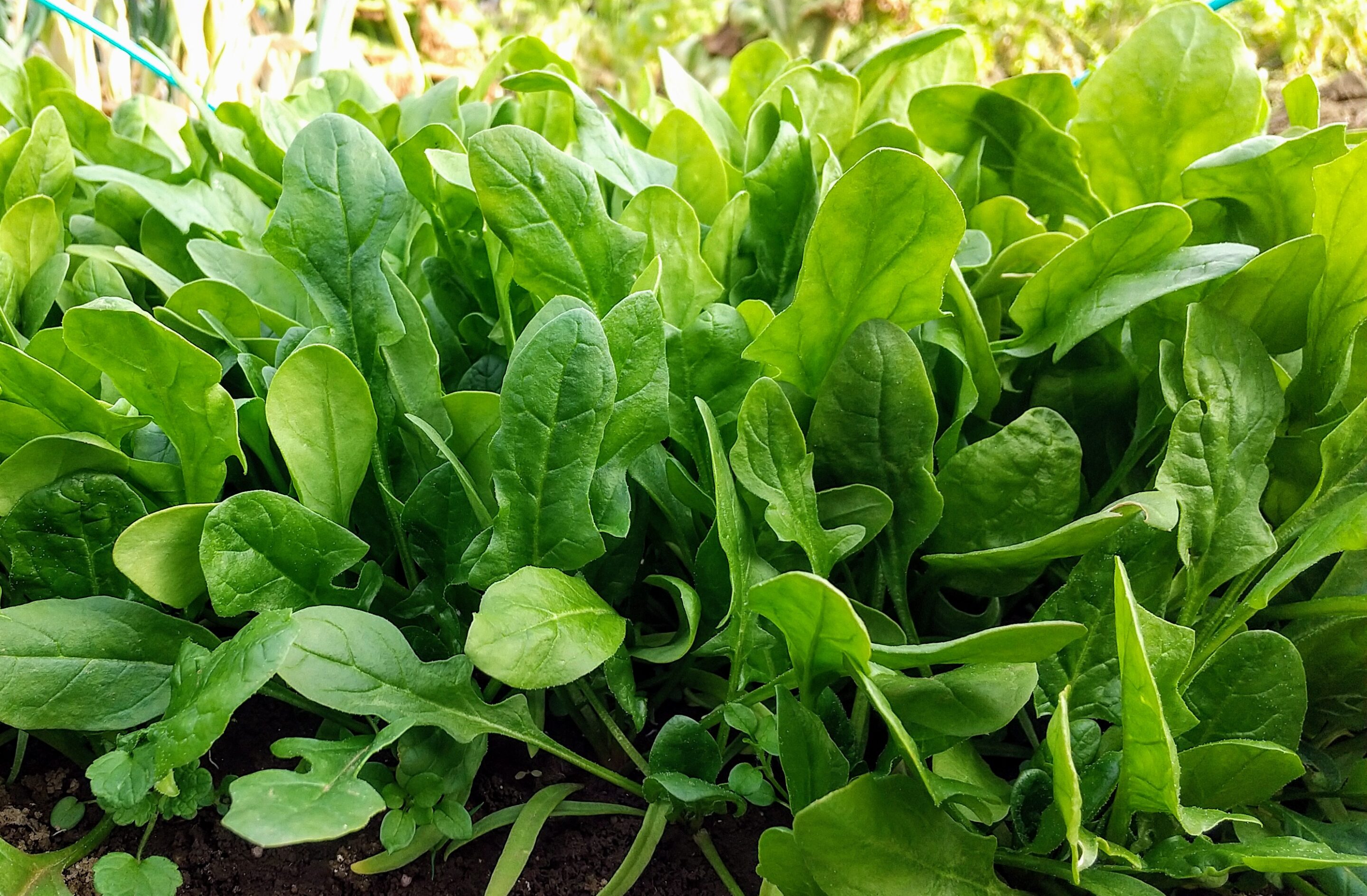 ほうれん草